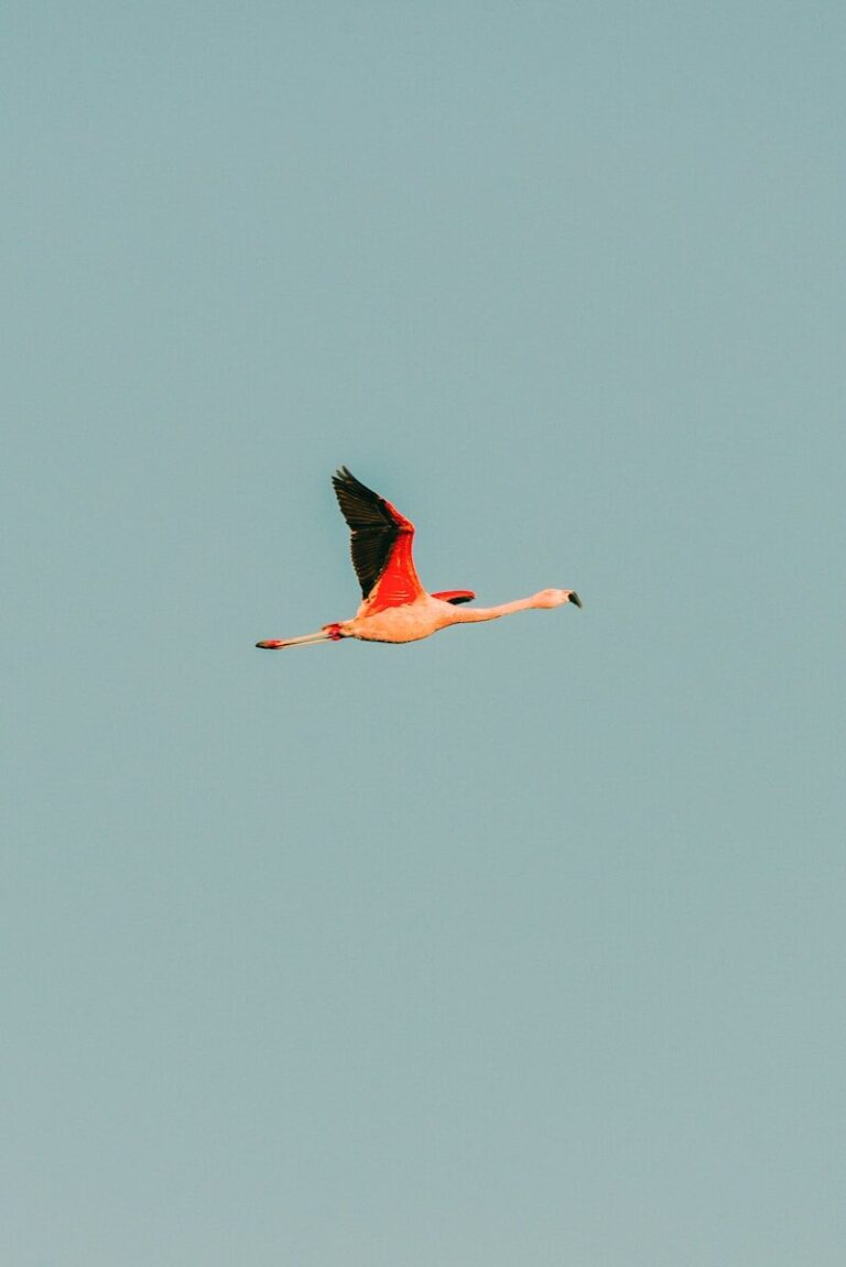 a pink and black bird flying through a blue sky
