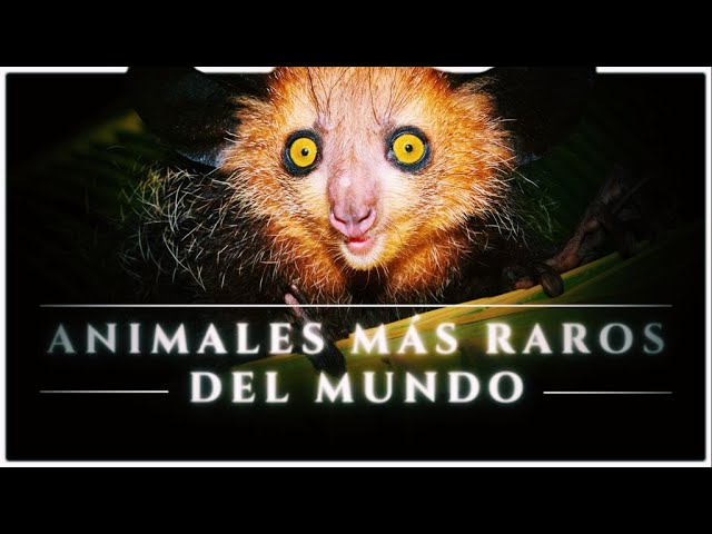 animales más raros del mundo