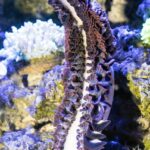 brown and white plant on gray rock
